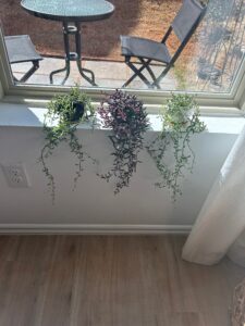 Three trailing succulents—string of pearls, string of dolphins, and string of rubies—cascading down a white wall on a windowsill