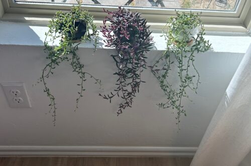 Three trailing succulents—string of pearls, string of dolphins, and string of rubies—cascading down a white wall on a windowsill