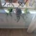 Three trailing succulents—string of pearls, string of dolphins, and string of rubies—cascading down a white wall on a windowsill