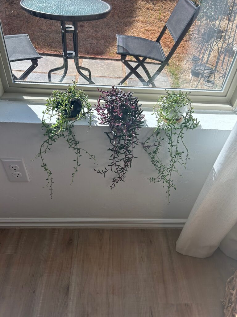 Three trailing succulents—string of pearls, string of dolphins, and string of rubies—cascading down a white wall on a windowsill